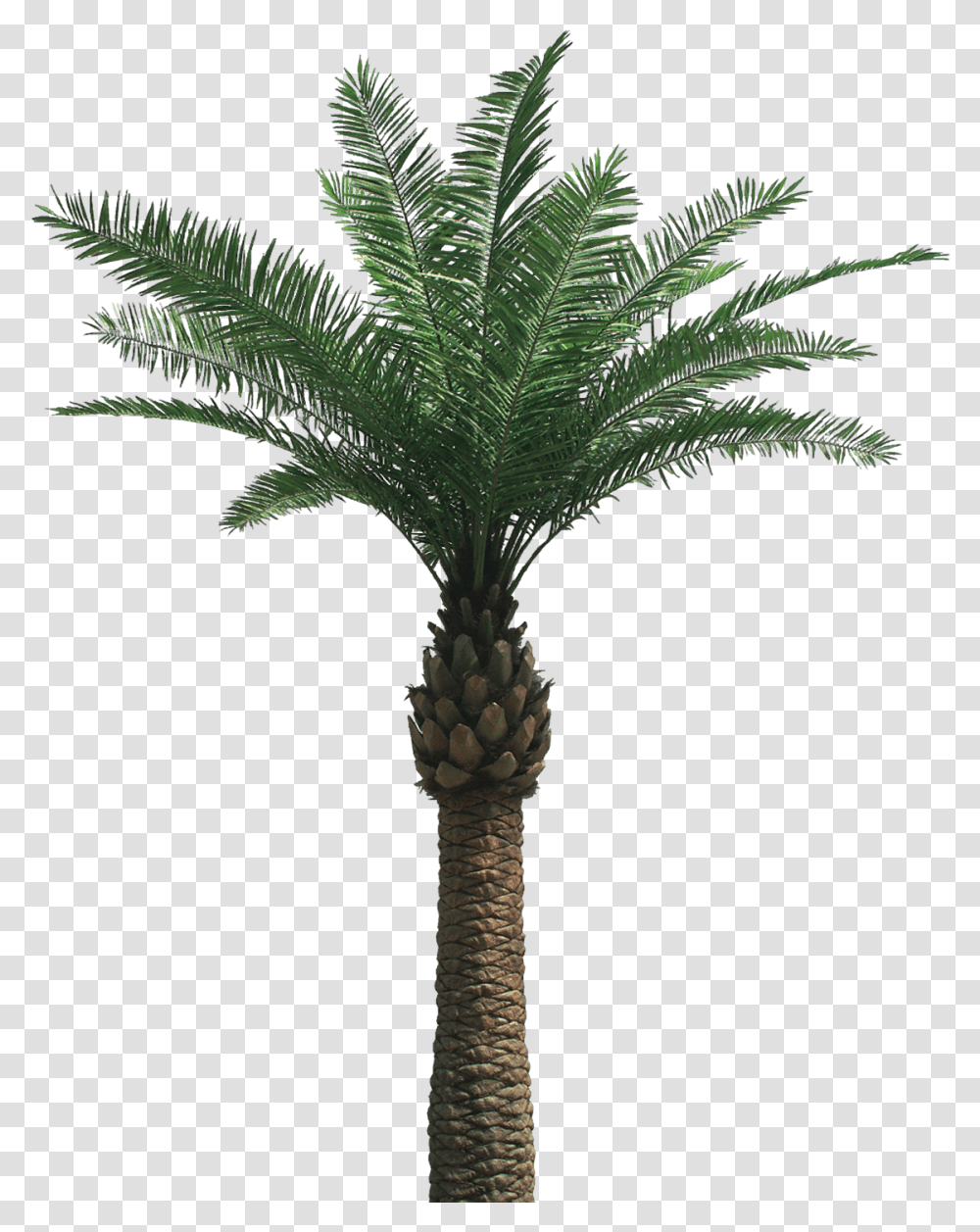 Date Palm Date Palm Tree, Plant, Arecaceae, Cross, Symbol Transparent Png