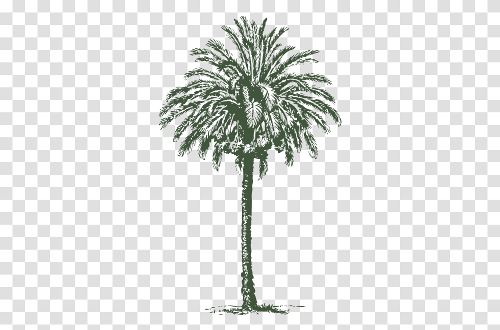 Date Palm Drawing Date Tree, Palm Tree, Plant, Arecaceae, Cross Transparent Png