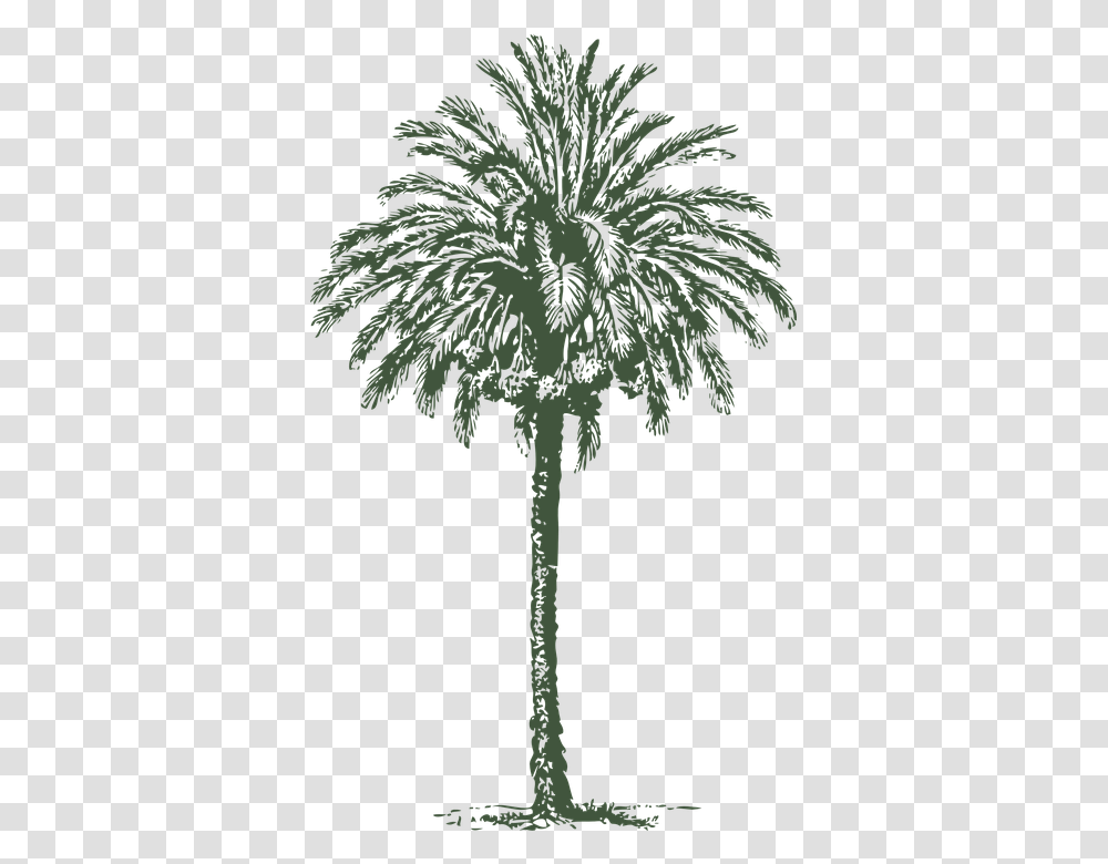 Date Palm Tree Arabian Date Palm Trunk Date Palm Tree Diameter, Plant, Cross, Bush, Vegetation Transparent Png