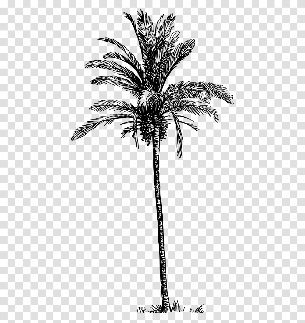 Date Palm Tree Drawing, Gray, World Of Warcraft Transparent Png