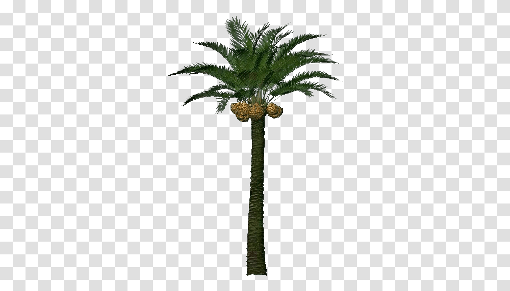 Date Palm Tree, Plant, Arecaceae, Cross Transparent Png