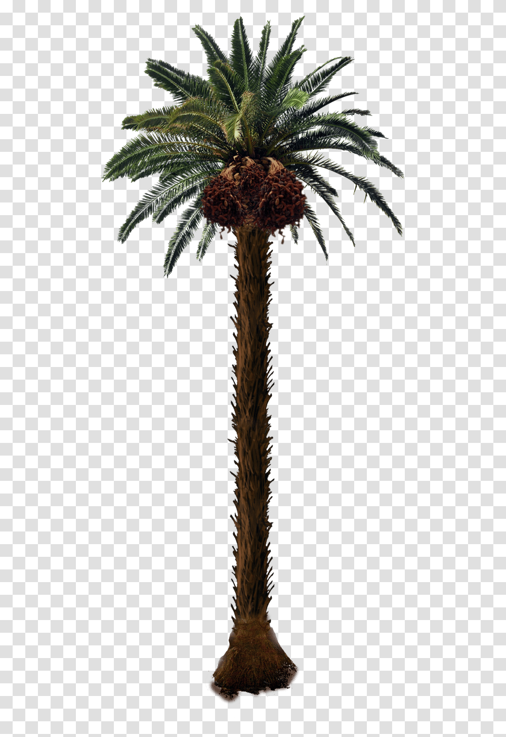 Date Palm Tree, Plant, Arecaceae, Fir, Abies Transparent Png
