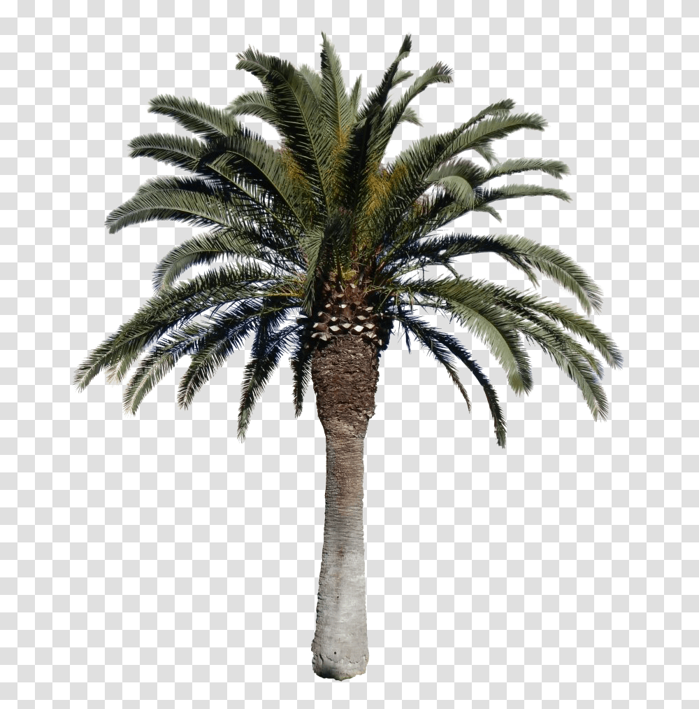 Date Palm Tree, Plant, Arecaceae Transparent Png
