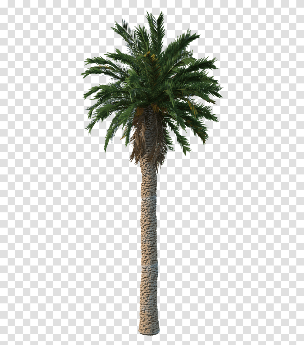 Date Palm, Tree, Plant, Palm Tree, Arecaceae Transparent Png