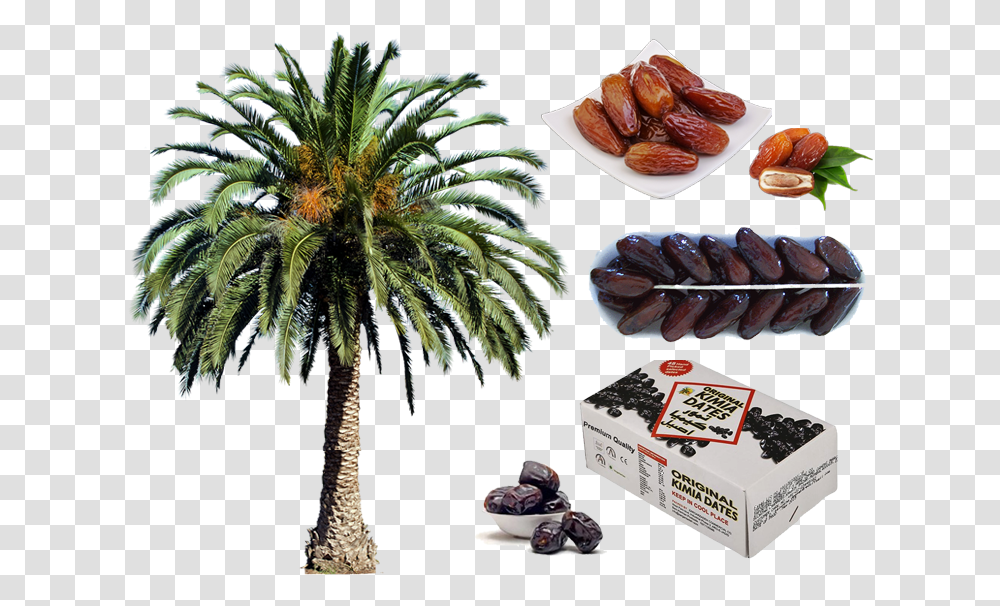 Date Palm Tree, Plant, Pineapple, Fruit, Food Transparent Png