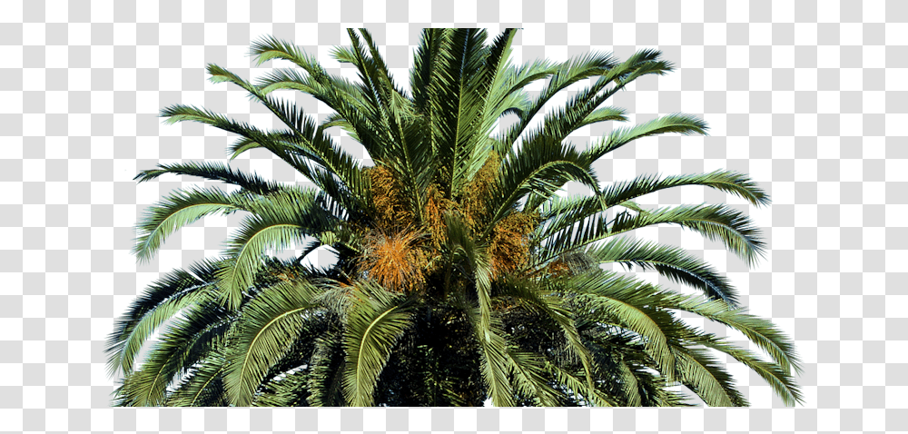 Date Palm Tree, Plant, Vegetation, Outdoors, Summer Transparent Png