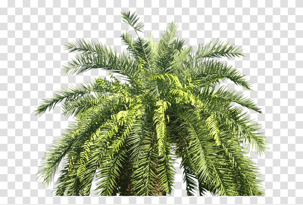 Date Tree, Plant, Fern, Conifer, Bird Transparent Png