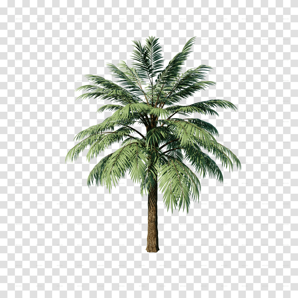 Date Tree Transparent Png