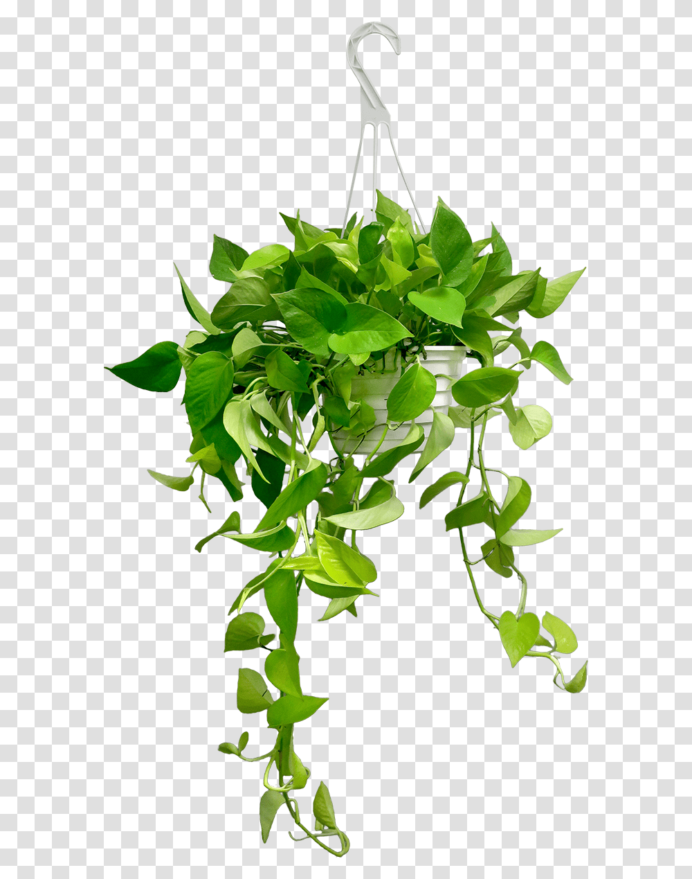 Dates Images Date Palm Plant Tree Clipart Hanging Plant, Leaf, Green, Flower, Vine Transparent Png