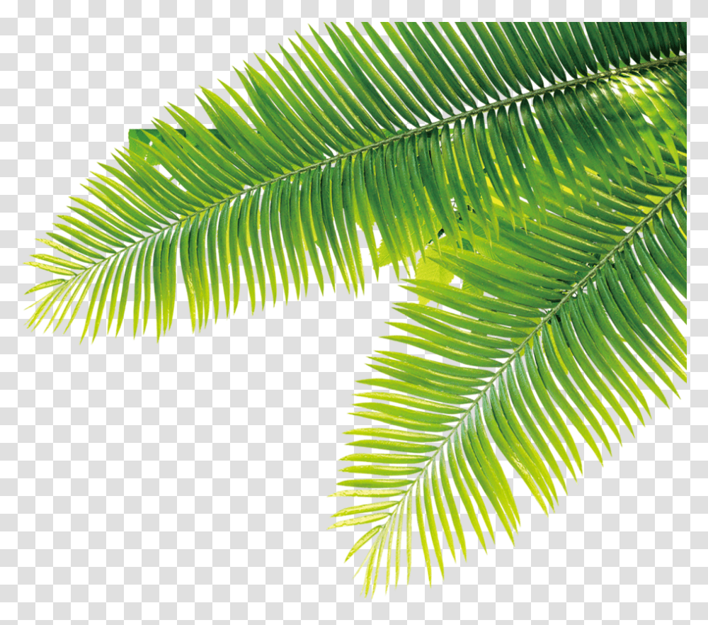 Dates Images Date Palm Tropical Plant Free, Leaf, Fern, Veins Transparent Png
