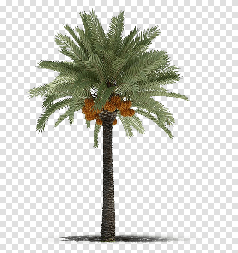 Dates Palm Tree, Plant, Arecaceae, Cross Transparent Png