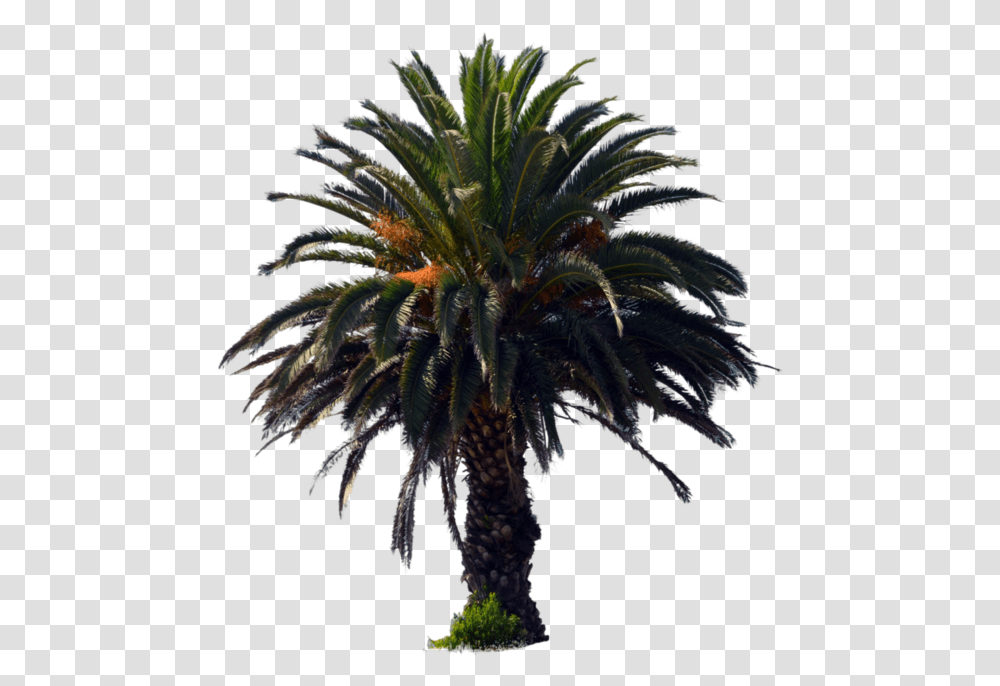 Dates Palm Trees Palm Oil Tree, Plant, Nature, Outdoors, Night Transparent Png