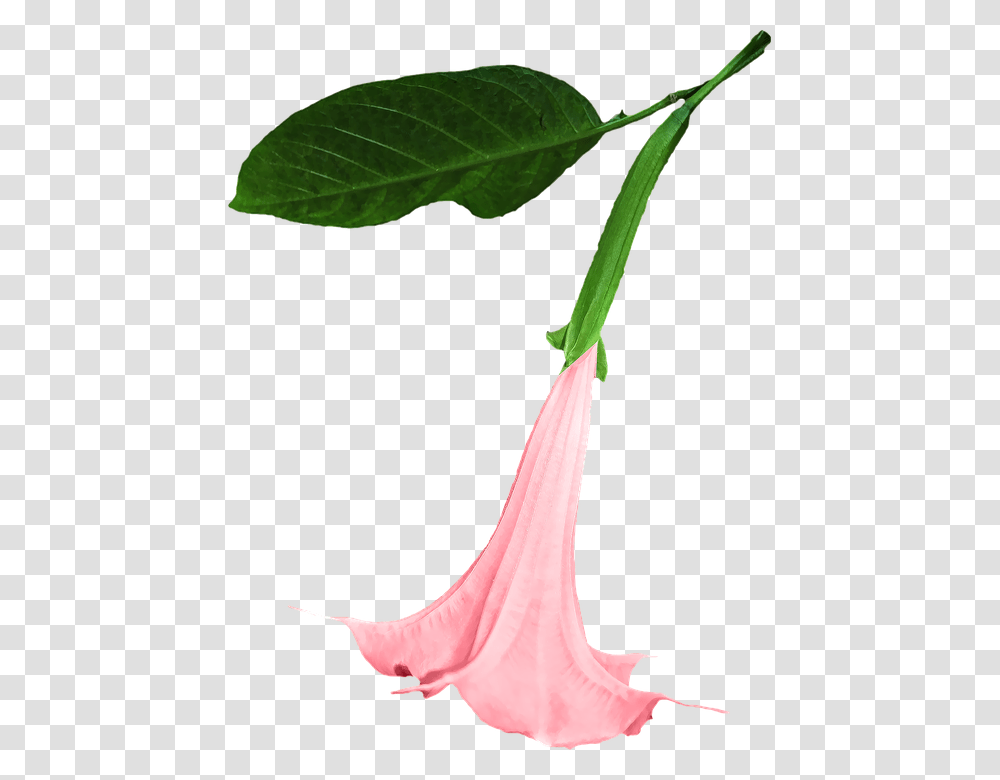 Datura 960, Flower, Plant, Blossom, Bird Transparent Png