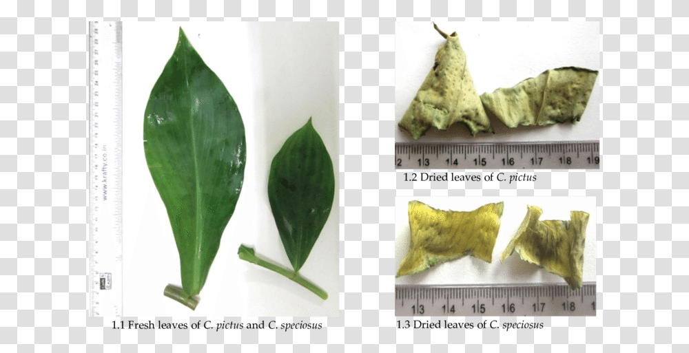 Datura Inoxia, Leaf, Plant, Flower, Blossom Transparent Png