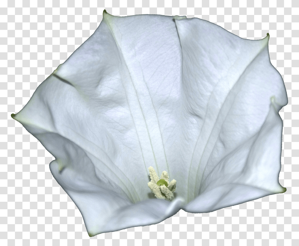 Datura Metel Flower Datura, Plant, Blossom, Petal, Pollen Transparent Png