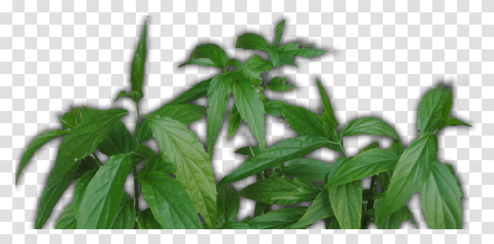 Daun Belalai Gajah Nettle Family, Leaf, Plant, Acanthaceae, Flower Transparent Png