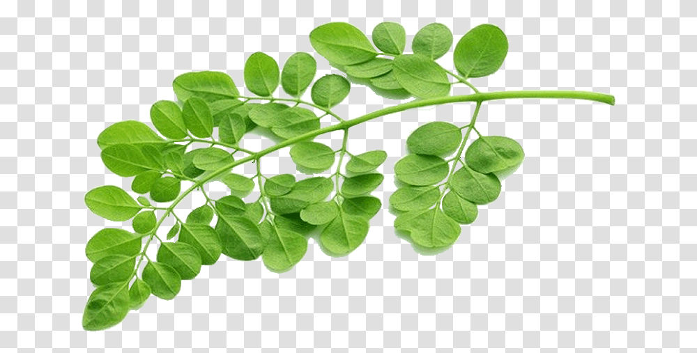 Daun Kelor Moringa Leaf, Plant, Green, Food, Vegetable Transparent Png