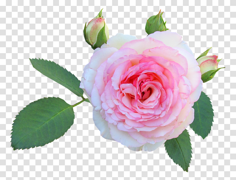 Daun Rose Flower Floral Petal Love Daun Bunga Bunga Mawar, Plant, Blossom, Leaf, Anemone Transparent Png