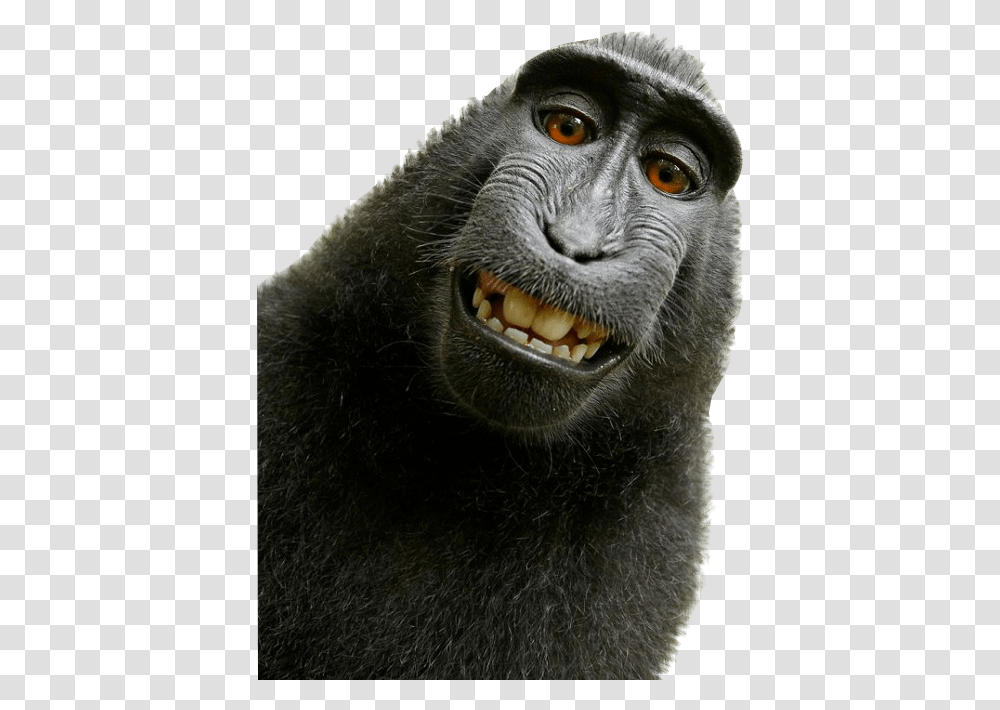 David Slater Monkey, Ape, Wildlife, Mammal, Animal Transparent Png