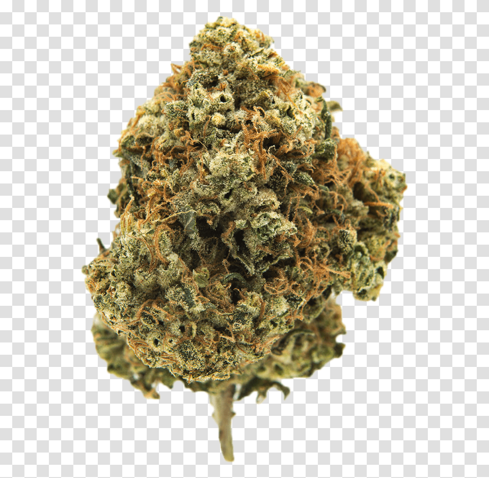 Davinci Og Marijuana Strain Cannabis Bud, Pineapple, Fruit, Plant, Food Transparent Png
