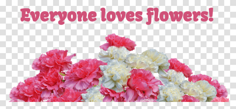 Day Carnation Sale Benefiting The Travel Club Carnation Flowers For Valentines Day, Plant, Blossom Transparent Png