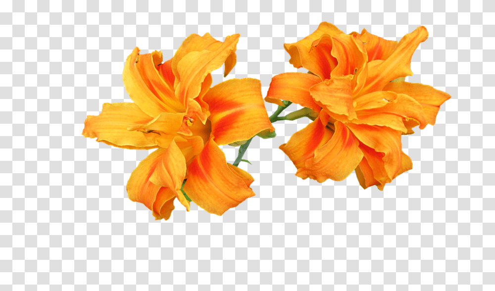 Day Lily 960, Flower, Plant, Blossom, Petal Transparent Png