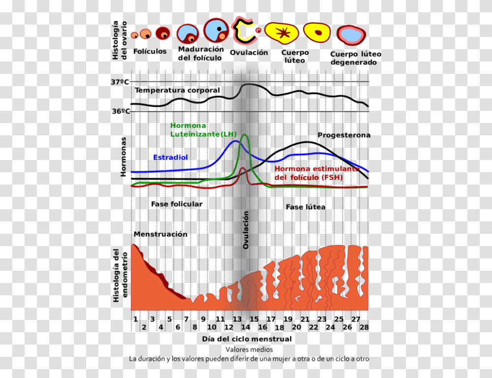 Day Of Menstrual Cycle, Plot, Poster, Diagram, Electronics Transparent Png