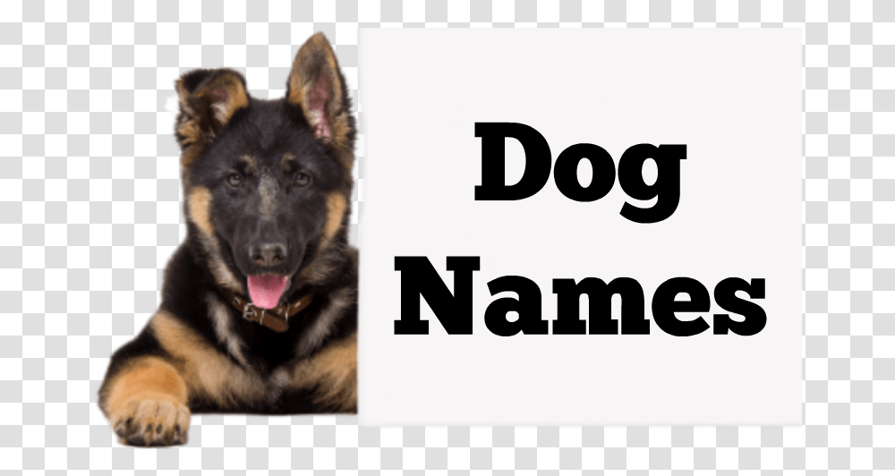 Day To Remember Meaning Pre School Number 5 Craft, German Shepherd, Dog, Pet, Canine Transparent Png