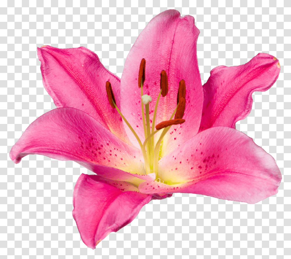 Daylily Clipart Tiger Lily, Plant, Flower, Blossom, Pollen Transparent Png