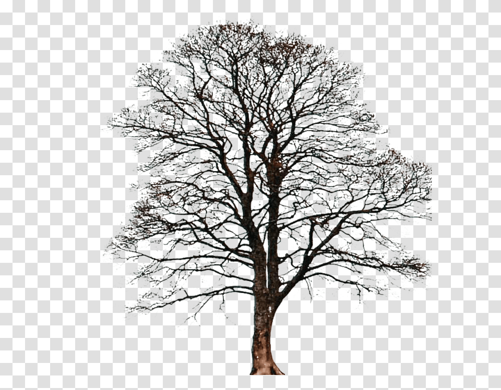 Days Of Photoshop Day Two Oak, Tree, Plant, Ice, Outdoors Transparent Png