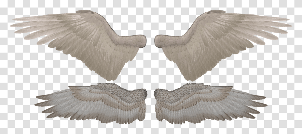 Daz Epic Wings, Bird, Animal, Rug, Eagle Transparent Png