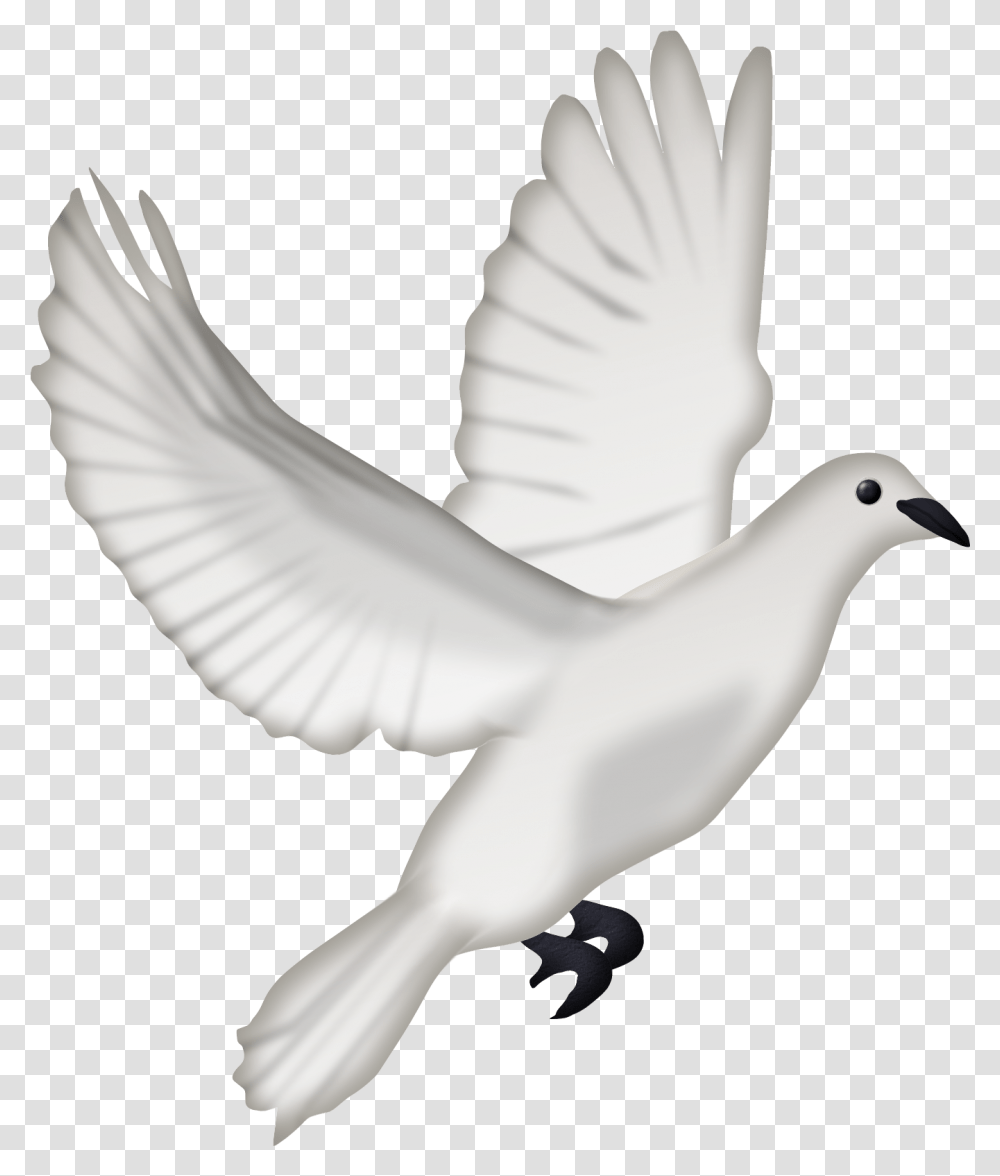 Dcd Ango Dove Pigeon, Bird, Animal, Person, Human Transparent Png
