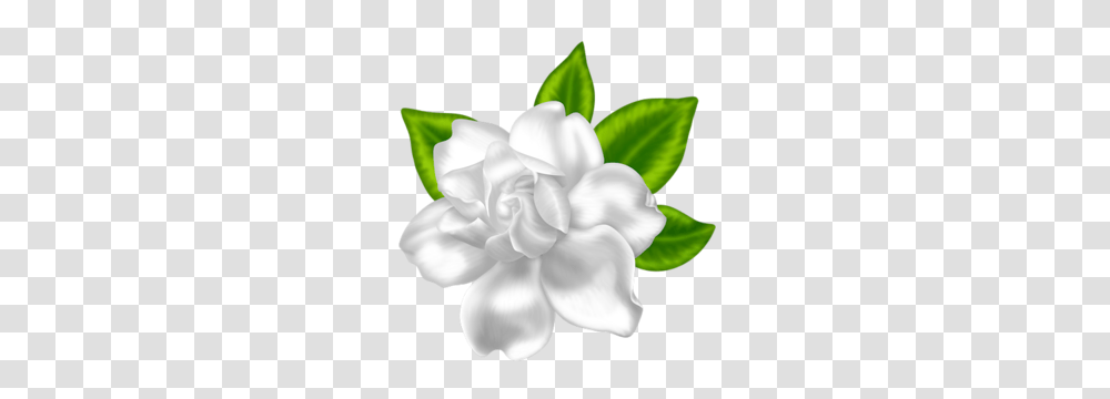Dcd Inbl Gardenia Elaine Card Ideas Clip Art, Flower, Plant, Blossom, Petal Transparent Png