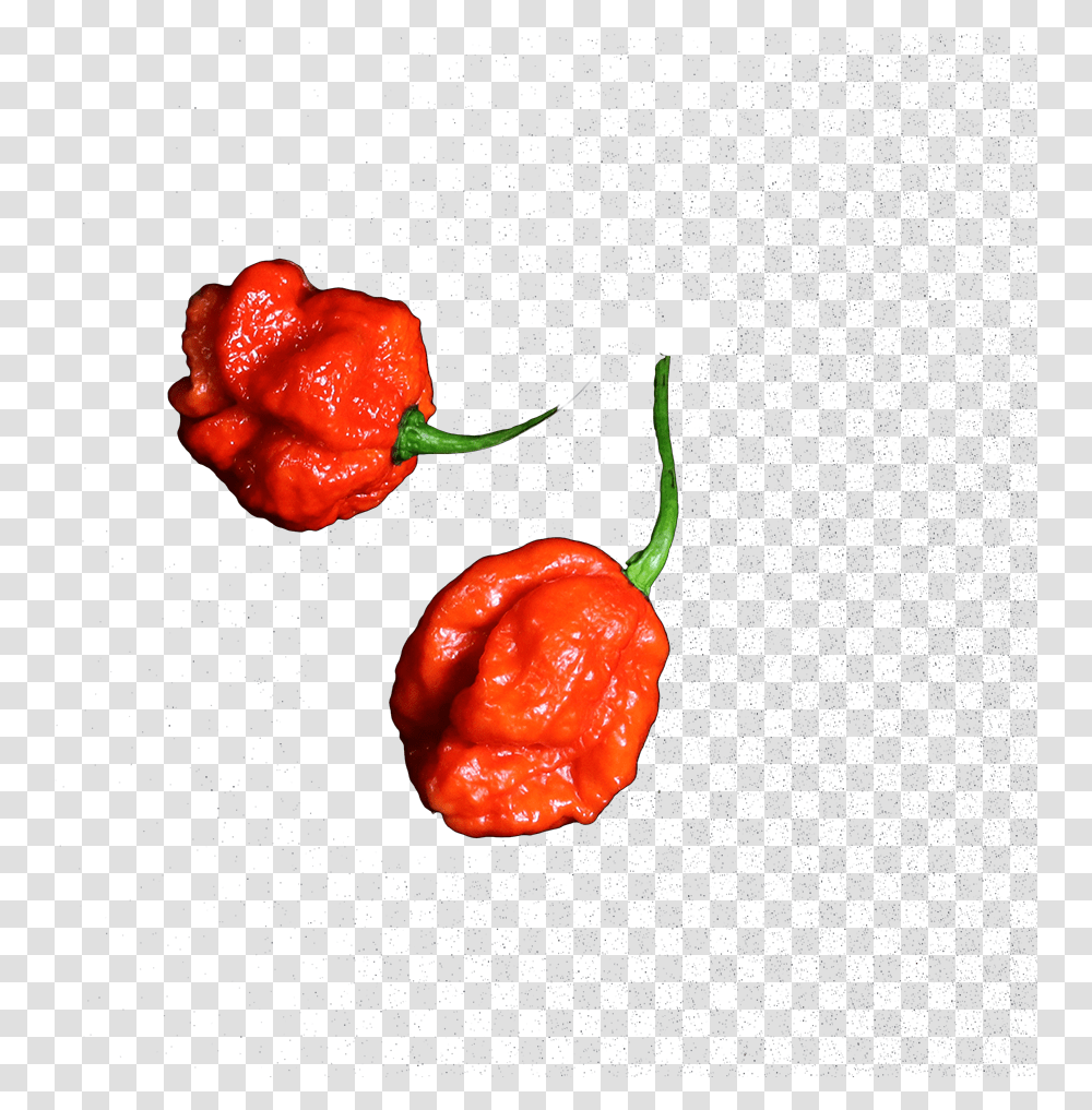 De Carolina Reaper Is De Allerheetste Chilipeper Ter Illustration, Plant, Pepper, Vegetable, Food Transparent Png