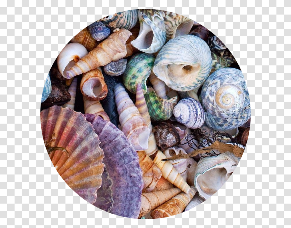 De Conchas Do Mar, Sea Life, Animal, Seashell, Invertebrate Transparent Png