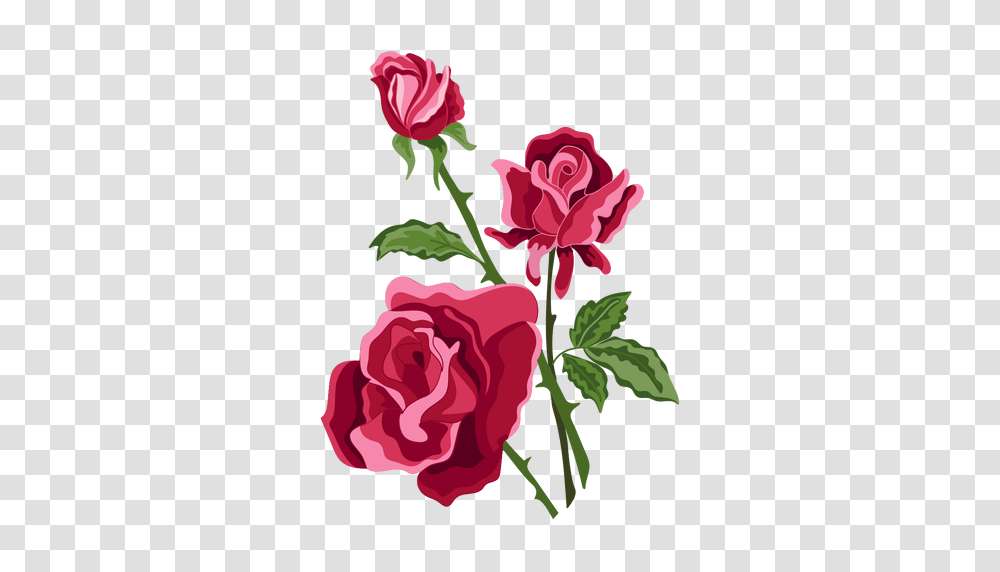 De Flores Rosas, Plant, Rose, Flower, Blossom Transparent Png