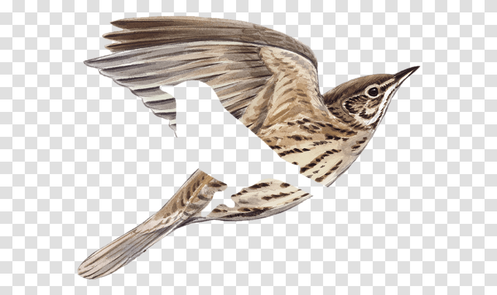 De Las Alturas American Tree Creeper, Bird, Animal, Flying, Blackbird Transparent Png