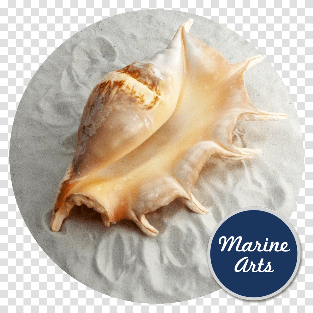 De Marchi, Conch, Seashell, Invertebrate, Sea Life Transparent Png