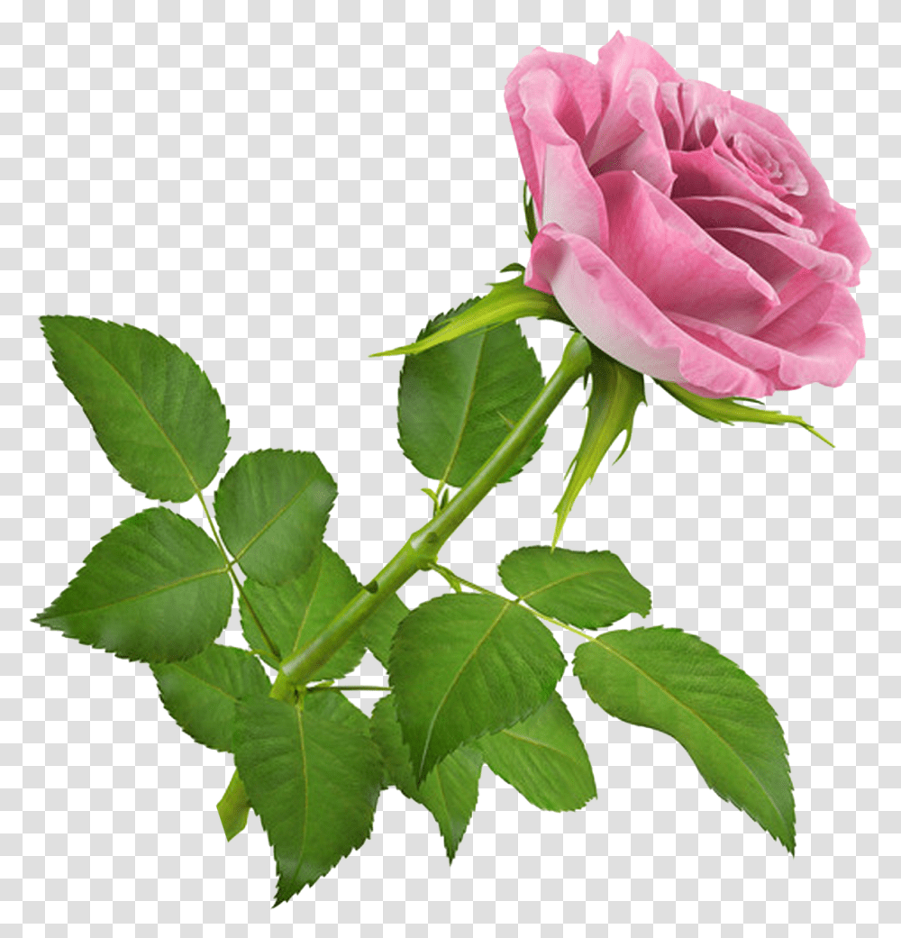De Nuria D Publicado En Flores Gifs De Flores Rose 3d, Flower, Plant, Blossom, Leaf Transparent Png