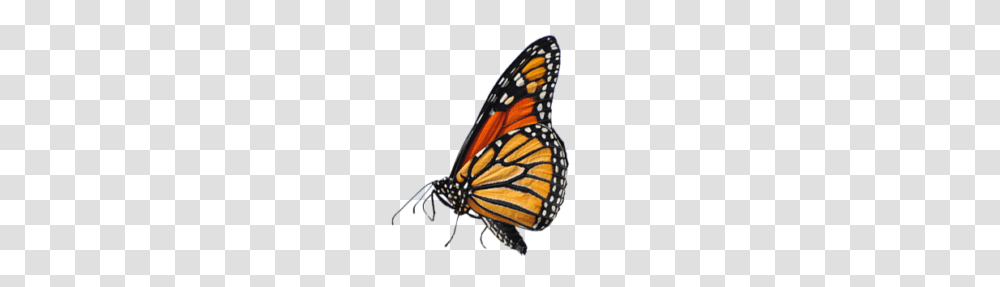 De Roode Lab, Monarch, Butterfly, Insect, Invertebrate Transparent Png