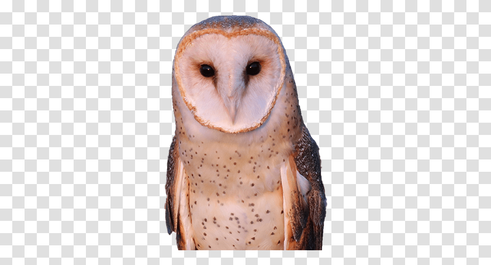 De Witt Birds Of Prey Center Barn Owl Icon, Animal, Beak Transparent Png
