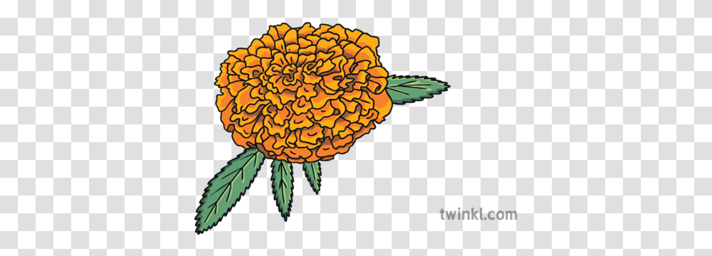 Dead Bingo English Marigold Flower Ks1 Sunflower, Plant, Fungus, Nature, Animal Transparent Png