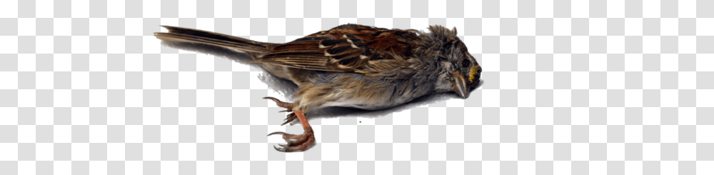 Dead Bird, Sparrow, Animal, Finch, Anthus Transparent Png