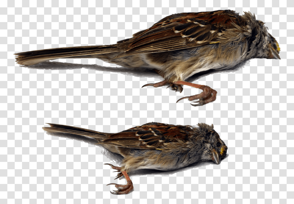 Dead Bird White Background, Sparrow, Animal, Anthus, Finch Transparent Png