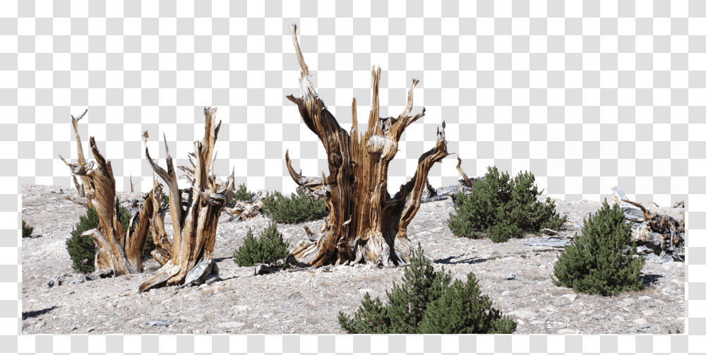 Dead Bristlecone Pines Stand Among Limber Pine Trees, Wood, Driftwood, Tree Stump, Plant Transparent Png
