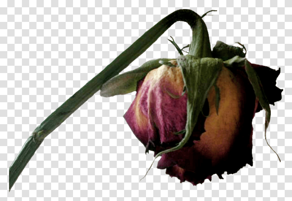 Dead Flower Clipart Download Dead Dead Flower, Plant, Rose, Petal, Produce Transparent Png