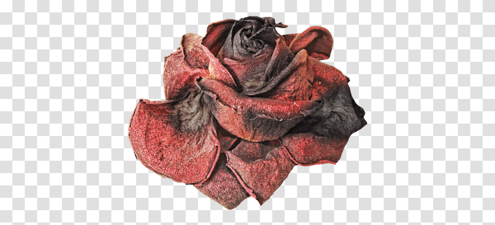 Dead Flowers 4 Image Withered Rose, Plant, Petal, Art, Scarf Transparent Png