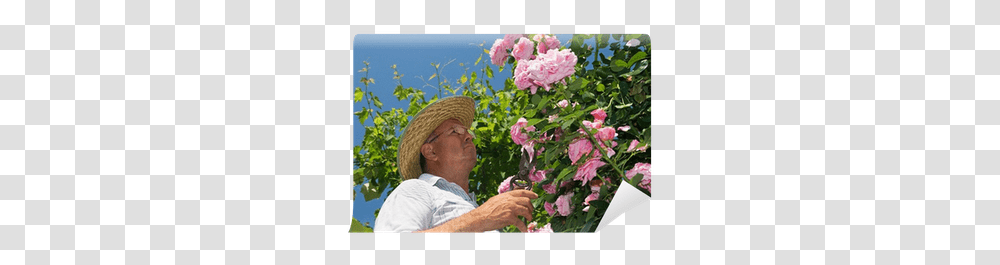 Dead Flowers Of A Pink Rose Wall Mural Bouquet, Outdoors, Person, Garden, Plant Transparent Png