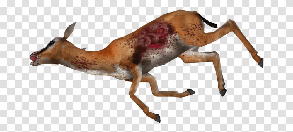 Dead Gazelle Dead Gazelle, Animal, Antelope, Wildlife, Mammal Transparent Png