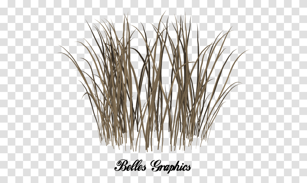 Dead Grass, Plant, Lawn, Wood, Reed Transparent Png